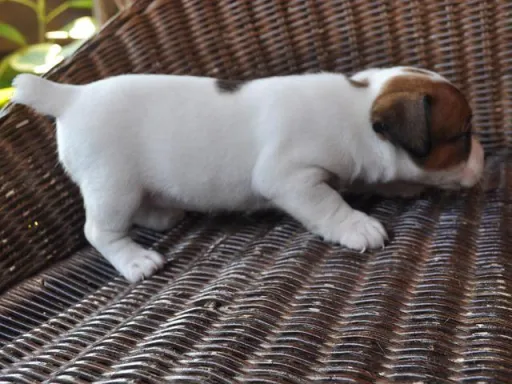 ジャック・ラッセル・テリアのサムネイル画像4