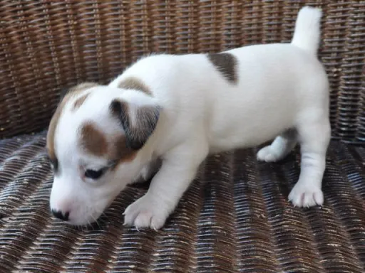 ジャック・ラッセル・テリアのサムネイル画像5