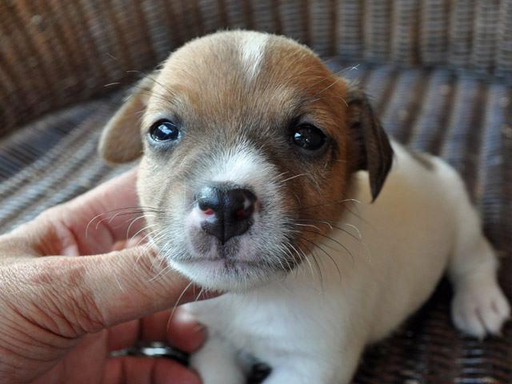 ジャック・ラッセル・テリアの子犬販売