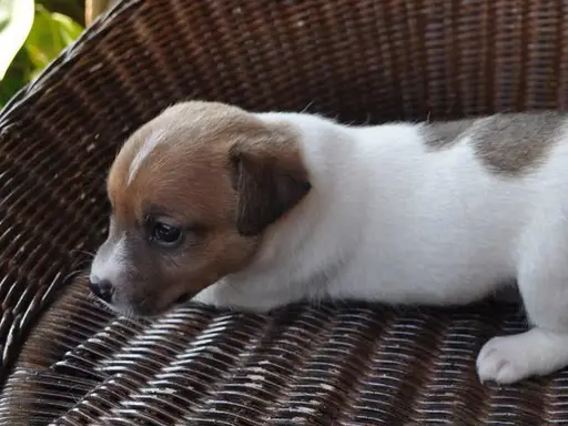 ジャック・ラッセル・テリアの子犬販売ページ | 子犬販売のマイケル