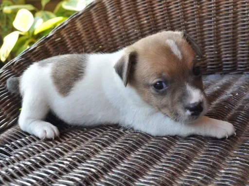 ジャック・ラッセル・テリアのサムネイル画像3