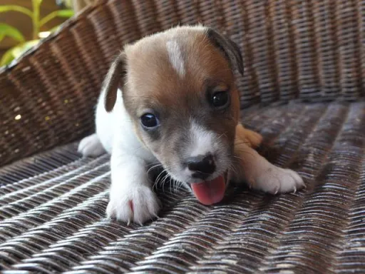 ジャック・ラッセル・テリアのサムネイル画像5