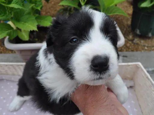 ボーダー・コリーの子犬販売