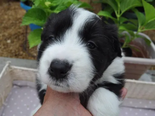 ボーダー・コリーの子犬販売