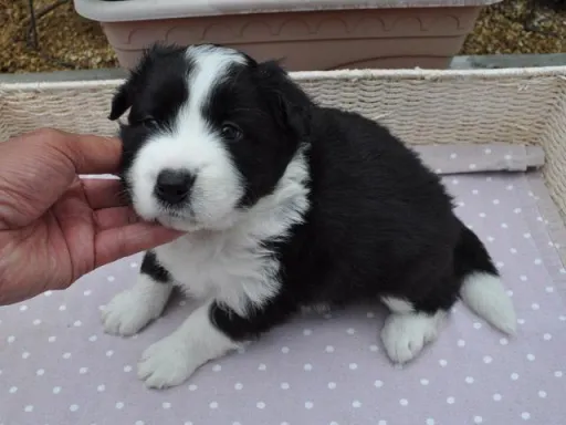 ボーダー・コリーの子犬販売