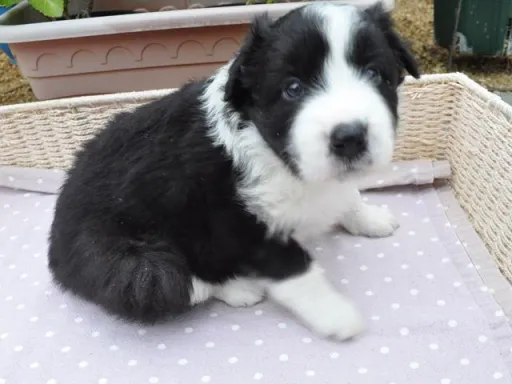 ボーダー・コリーの子犬販売