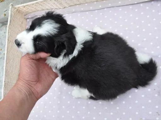 ボーダー・コリーの子犬販売