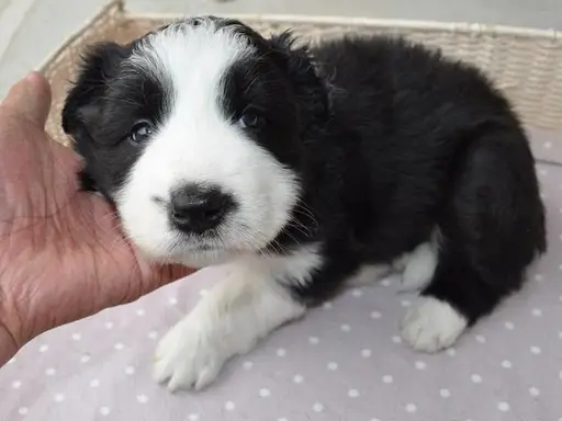 ボーダー・コリーの子犬販売