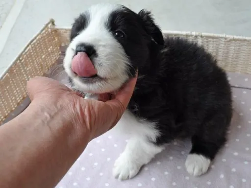 ボーダー・コリーの子犬販売