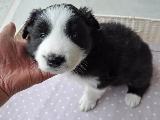 ボーダー・コリーの子犬販売