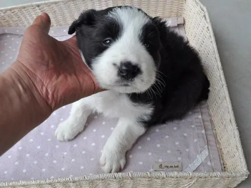 ボーダー・コリーの子犬販売