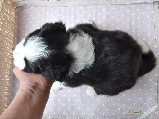 ボーダー・コリーの子犬販売