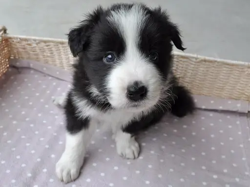 ボーダー・コリーの子犬販売