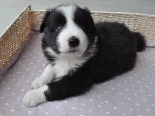 ボーダー・コリーの子犬販売