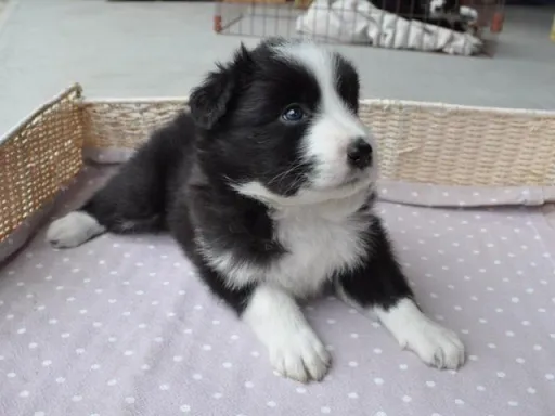 ボーダー・コリーの子犬販売