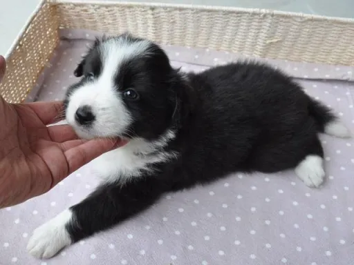 ボーダー・コリーの子犬販売