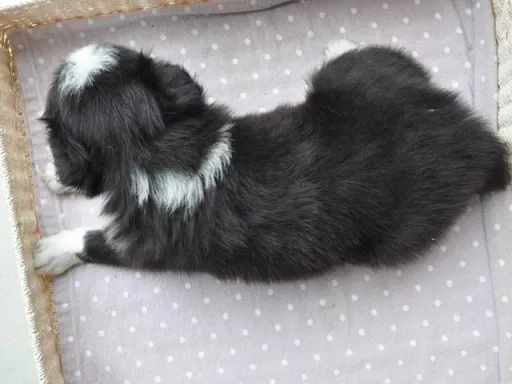 ボーダー・コリーの子犬販売