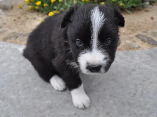 ボーダー・コリーの子犬販売
