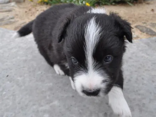 ボーダー・コリーの子犬販売