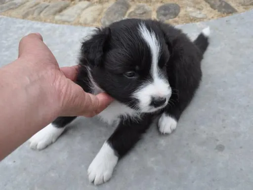 ボーダー・コリーの子犬販売