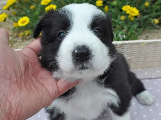 ボーダー・コリーの子犬販売