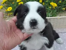 ボーダー・コリー