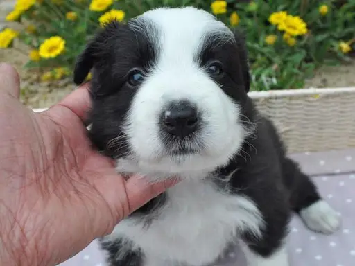 ボーダー・コリーの子犬販売