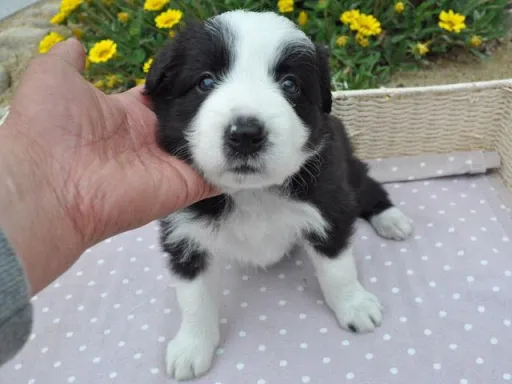 ボーダー・コリーの子犬販売