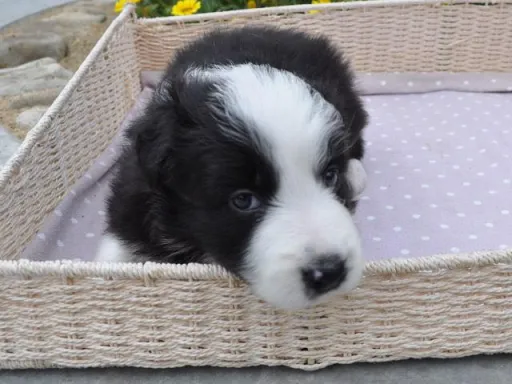 ボーダー・コリーの子犬販売