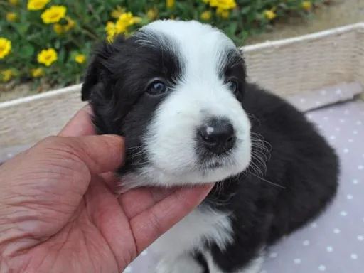 ボーダー・コリーの子犬販売