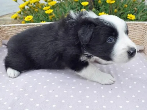 ボーダー・コリーの子犬販売