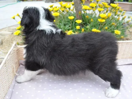 ボーダー・コリーの子犬販売