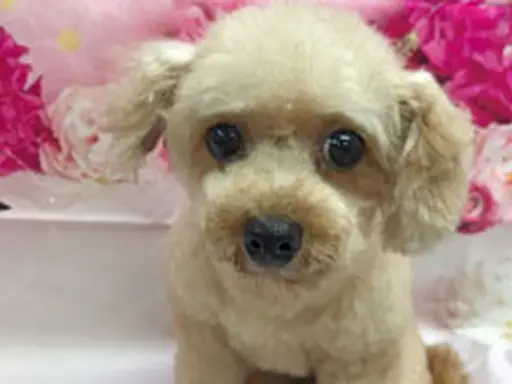 格安犬と里親募集犬の子犬販売