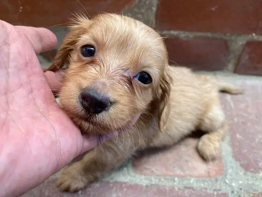 格安犬と里親募集犬の子犬販売