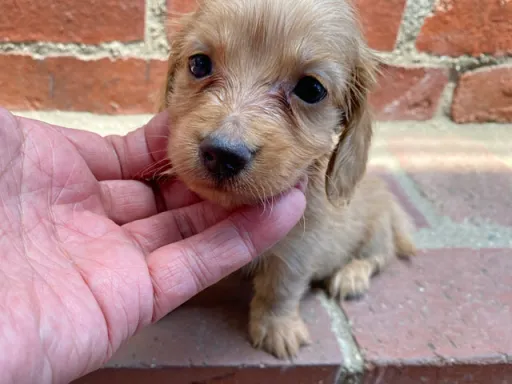 格安犬と里親募集犬の子犬販売