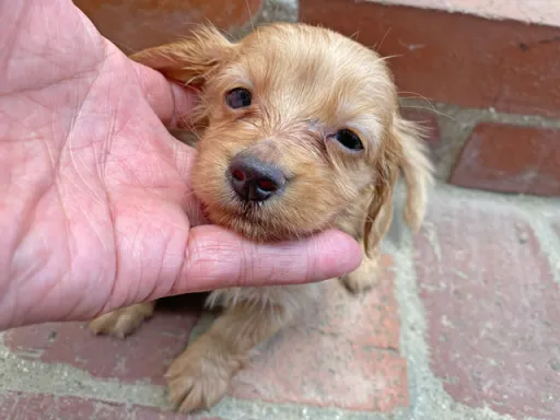 格安犬と里親募集犬の子犬販売