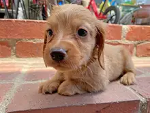 ミニチュア・ダックスフンド / ロングコート