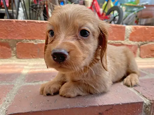 格安犬と里親募集犬の子犬販売