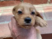 ミニチュア・ダックスフンド / ロングコート