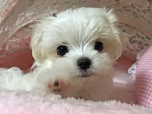 格安犬と里親募集犬の子犬販売