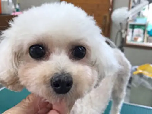 格安犬と里親募集犬の子犬販売