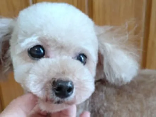 格安犬と里親募集犬の子犬販売