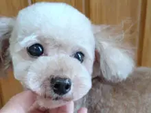 トイ・プードル