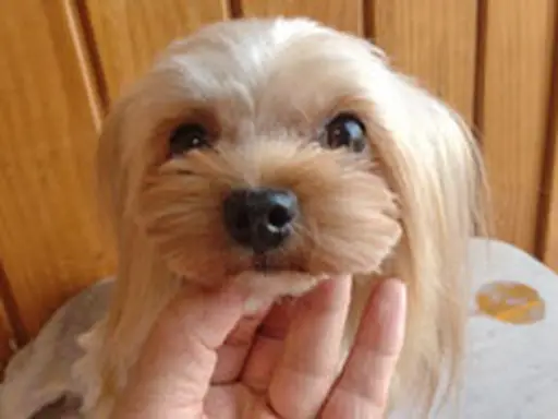 格安犬と里親募集犬の子犬販売