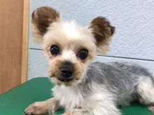 ヨークシャー・テリア