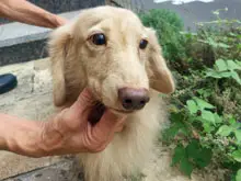 ミニチュア・ダックスフンド / ロングコート