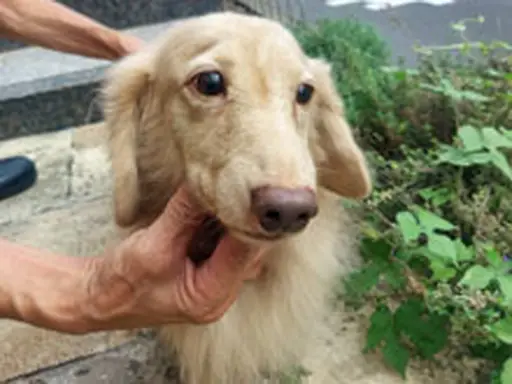 格安犬と里親募集犬の子犬販売