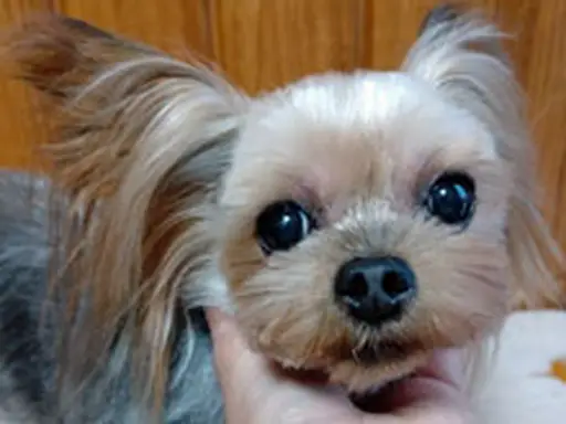 格安犬と里親募集犬の子犬販売