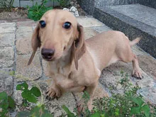 ミニチュア・ダックスフンド / スムースコート