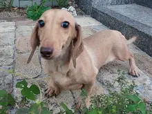 ミニチュア・ダックスフンド / スムースコート